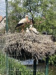 IMG_6135