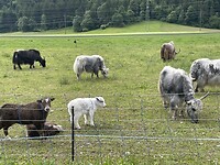 IMG_6286