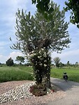 IMG_6465