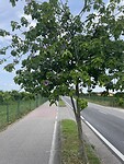 IMG_6470