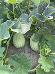 IMG_6500