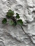 IMG_6503