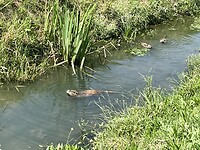 IMG_6537