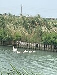 IMG_6550