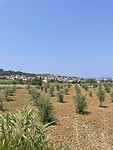 IMG_6581