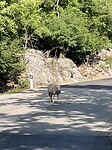 IMG_6656