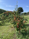 IMG_7258