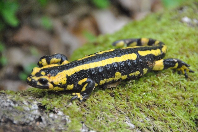 vuursalamander
