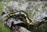 vuursalamander