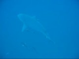 Bullsharks at Sailrock