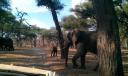 Olifant