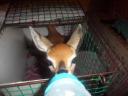 Chip the steenbok