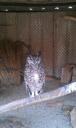 Eagle Owl