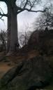 Baobab