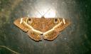 blije mot