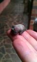 baby bat