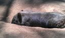 wombat