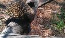 Echidna