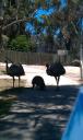 emu