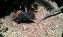 tasmanian devil
