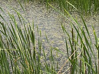 IMG_7889