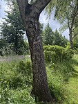 IMG_7982