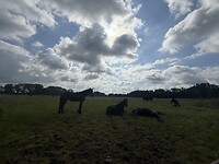 IMG_7976