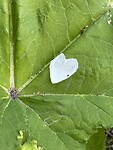 IMG_7974