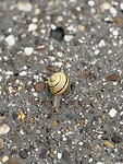 IMG_7964
