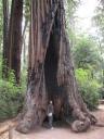 Redwood