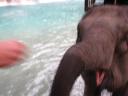 Babar is blij!