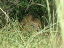 The mighty Lion!