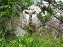 Een Kudu ( Ze smaken lekker ook!)