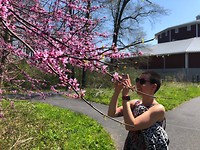 Cherry Blossom