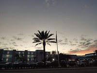 Palmboompje