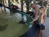 Stingray's