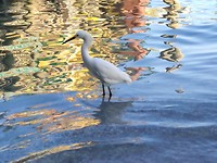 Witte reiger