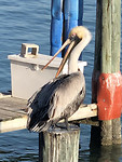 pelikaan bij de haven van John's Pass boardwalk