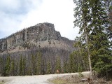 berg stekelkop