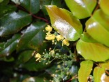 wilde bloem