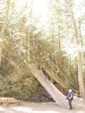 gevelde woudreuzen
