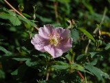 bloemenpracht