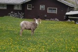 Waterton Rocky Mountain sheep