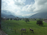 Koeien in een Zwitsers landschap