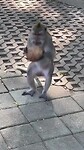 Aap met kokosnoot in Monkey Forest