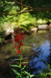Wild flower