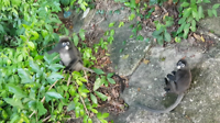 Op de terug weg van Turtle Bay 2 apen gespot