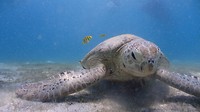 The Turtle (met dank aan Johan)