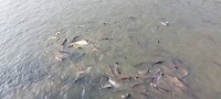 1000066758
