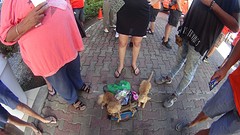 Fee vriendjes met de poes